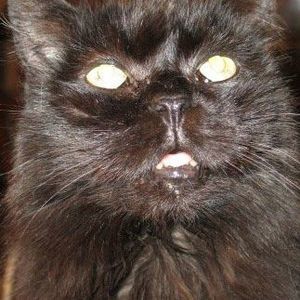 Meet your Posher, Ann